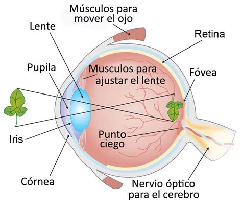 Interrupción Agregar Bandera Nacional Cual Es El Lente Del Ojo Pellizco