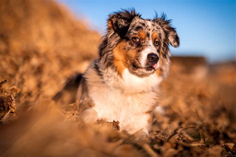 Download Animal Australian Shepherd 4k Ultra Hd Wallpaper