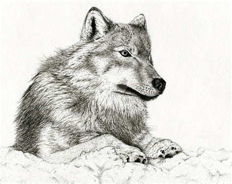 Wolf Laying Down By Tayjones On Deviantart