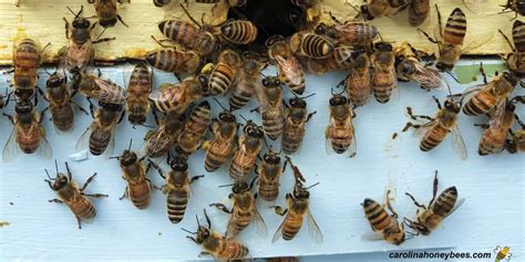Why Worker Bees Are Extremely Important Carolina Honeybees 2022