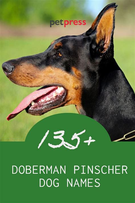 Looking For A Name For Your Doberman Pinscher We Have 135 Of The Best