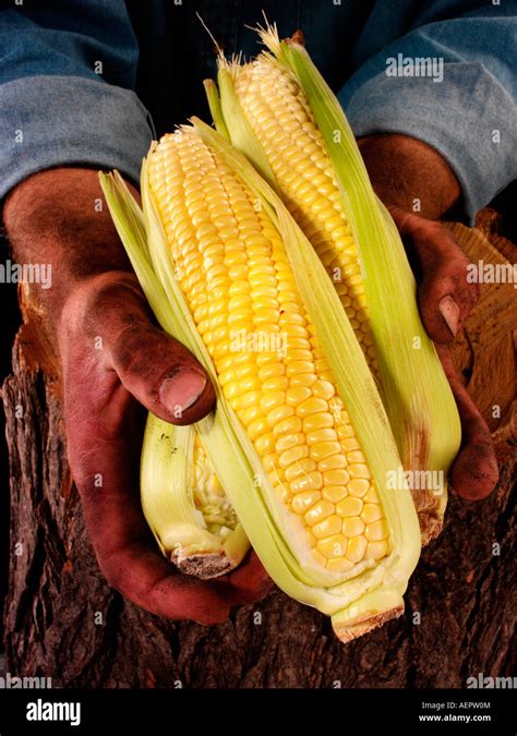 Farmer Man Holding Sweetcorn Stock Photo Alamy