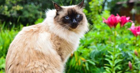 Balinese Cat Breed Complete Guide Wiki Point