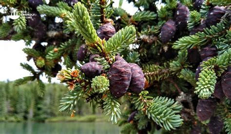Black Spruce Cones