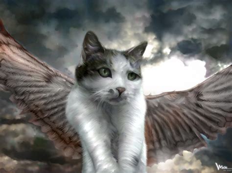 Angel Cat By Devotion Graphics On Deviantart