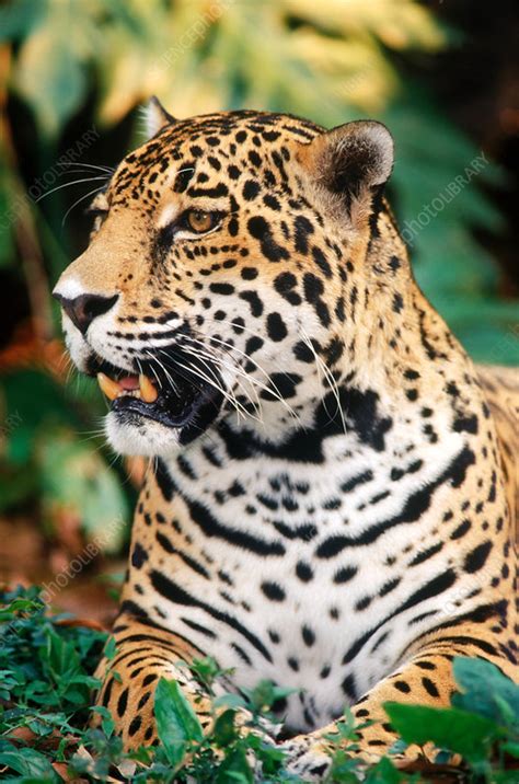 Jaguar - Stock Image - C014/3116 - Science Photo Library