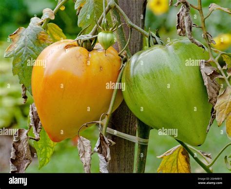Tomate Orange Russian Solanum Lycopersicum Stock Photo Alamy