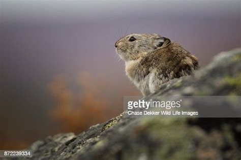 Collared Pika High Res Stock Photo Getty Images