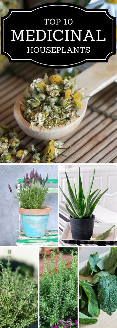 Top 10 Healthy And Healing Plants You Can Grow In Your