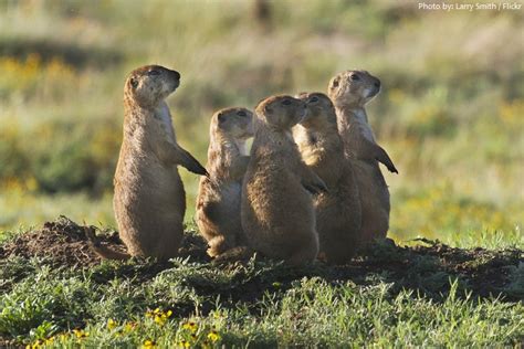 Interesting Facts About Prairie Dogs Just Fun Facts