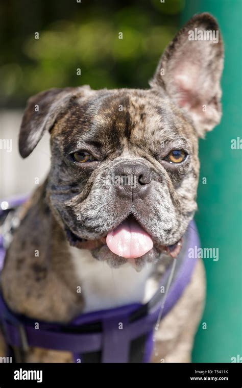Brindle Frenchie Male Puppy Head With One Ear Up And One Ear Down Stock