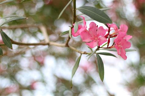 12620 Oleander Photos Free And Royalty Free Stock Photos From Dreamstime