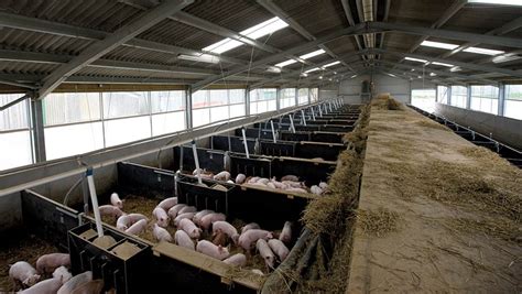 The Main Elements Of Good Grower And Finisher Pig Housing Farmers Weekly