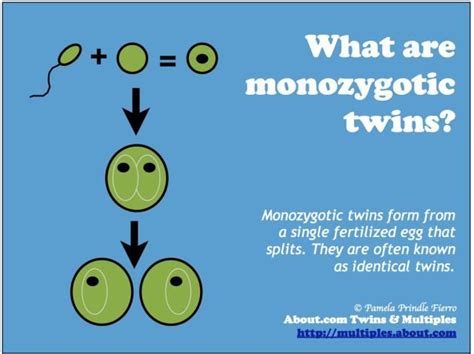 Overview Of Monozygotic Identical Twins
