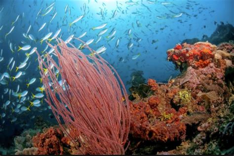 Jun 01, 2021 · pemandangan bawah laut asli dari orda cave adalah predikatnya sebagai goa terpanjang di dunia yang keseluruhan unsurnya terbuat dari mineral gyspum. 10:00 PM