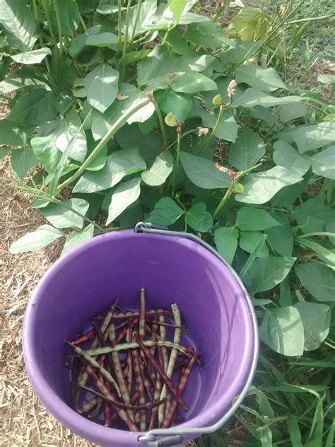 Purple Hull Peas Starting To Harvest General Gardening Growing Fruit