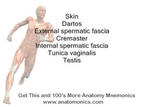 Definition (noun) a structure resembling a cord that suspends the testis we are offering 1 month to 3 months internships to promising content writers. scrotum layers mnemonic - YouTube