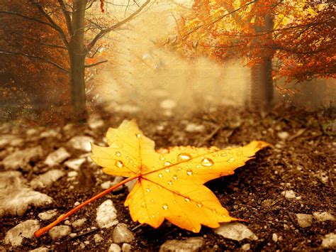 Fall Season Backgrounds 65 Images