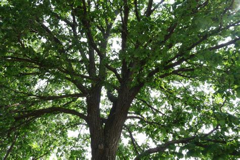Champion Trees In The Kc Area Forest Keepers Tree Care