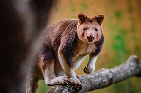 Rare Baby Tree Kangaroo Born At Chester Zoo For The First Time In