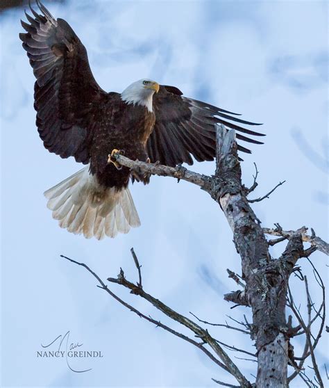 The Eagle Has Landed Down East Magazine Eagles Maine Photography
