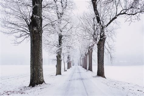 Free Images Snow Tree Natural Landscape Nature Atmospheric