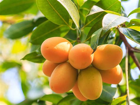 How To Grow And Care For Mango Trees Love The Garden