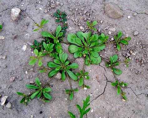 Carpetweed Mullogo Verticillata Plant And Pest Diagnostics