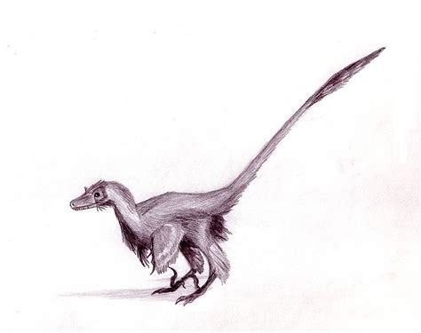 Các bảng hay nhất của furry. Raptor - WikiFur, the furry encyclopedia