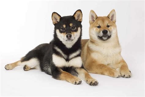 Shiba Inu Dog Breed Characteristics And Care