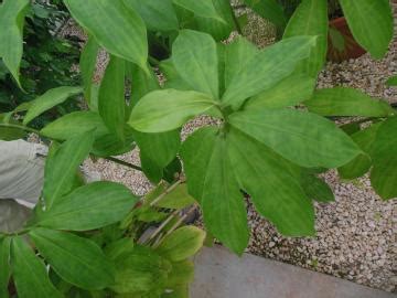 I love the red edges of the leaves, and then flowers are gorgeous! Lab Quiz (1-12) - Environmental Horticulture Orh3513c with ...