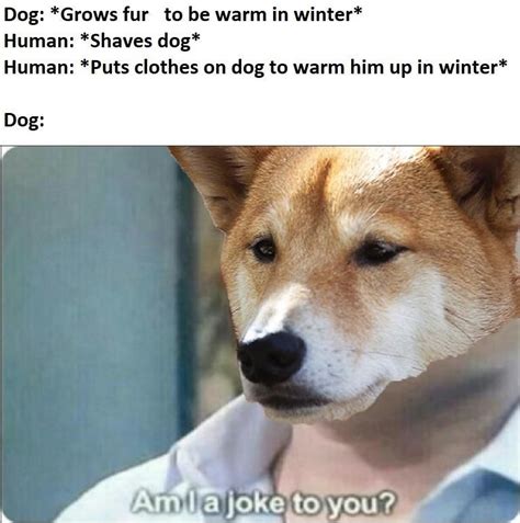 Dog Furs Matter Memes Dogs Dog Fur Funny Animals