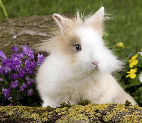 Dwarf Rabbit 1 Photograph By Jean Michel Labat Fine Art America