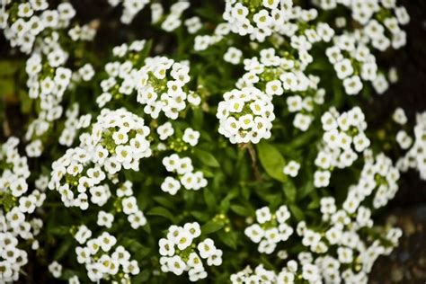 Johanne Enoksen Green Plant With Tiny White Flowers Clustered Green