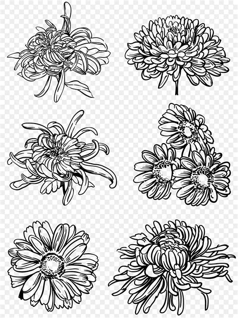 Chrysanthemum Clip Art Black White