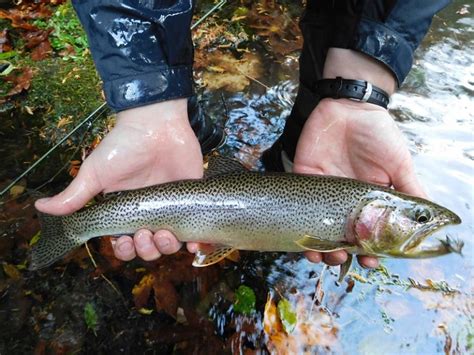 Trout Identification How To Identify Different Types Of Trout Species Tips And Techniques
