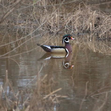 10 Amazing Facts About Wood Ducks Bird Watching Academy