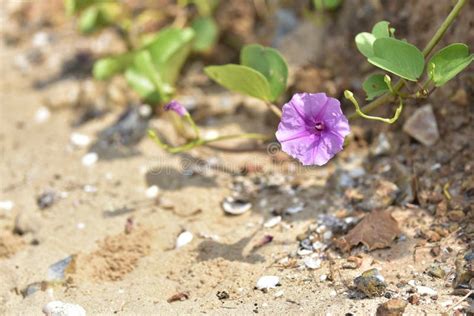 Morning Glory Purple Flowers That Grow Along The Beach Stock Photo