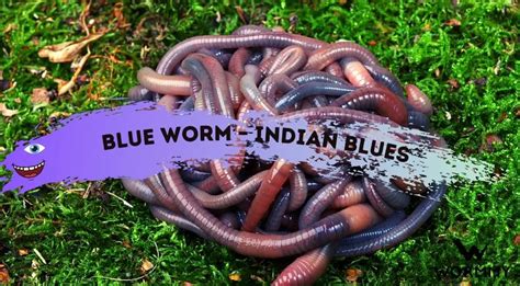Blue Worm Perionyx Excavatus All The Facts You Need To Know