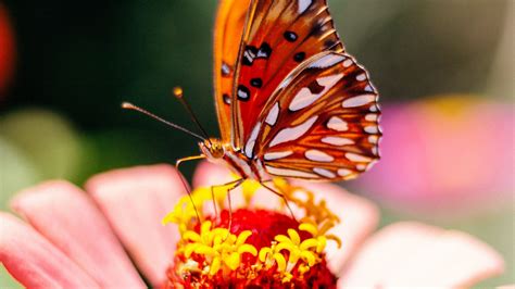 Download Wallpaper 1600x900 Butterfly Flower Petals Macro Widescreen