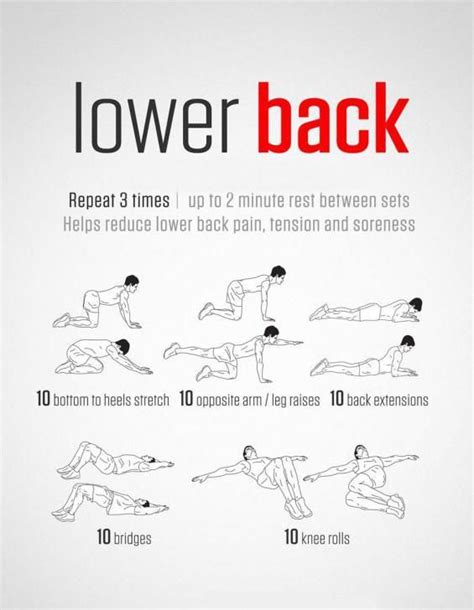 Lower Back Muscles Women Female Muscle Diagram Woman Fitness Plan