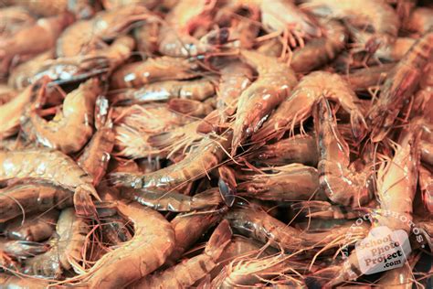 Affordable royalty free stock photography. Shrimp, FREE Stock Photo, Image, Picture: Prawns, Royalty ...