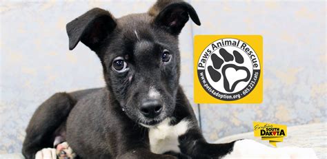 Paws Animal Rescue Adopt Or Donate Today Everything South Dakota