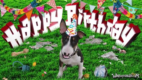 Happy Birthday Bull Terrier Terry Youtube