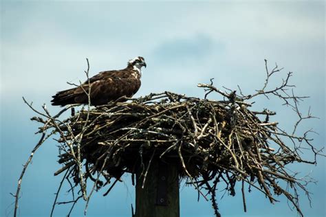 Osprey And Its Nest Shutterbug