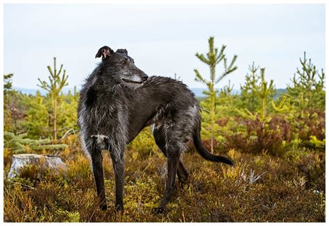 Torkel The Deerhound Lurcher Enjoying A Walk The Other Day Rsighthounds