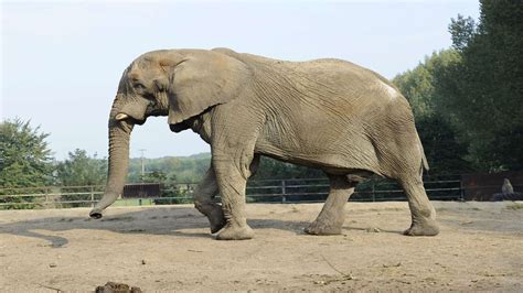 Bull Elephant Coco Settles In To His New Home At Howletts Wild Animal
