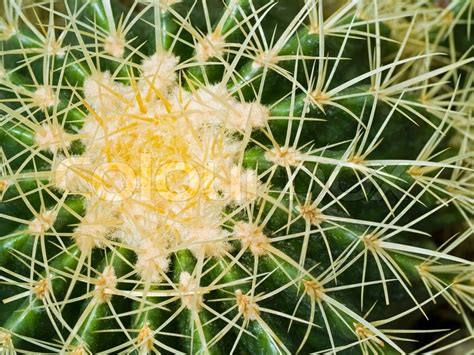 Cactus Macros With Texture Suitable For Stock Image Colourbox