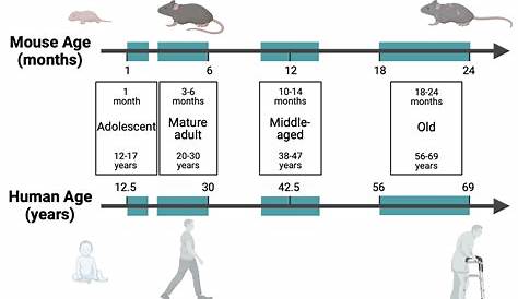 At what age are laboratory mice considered adult? | ResearchGate