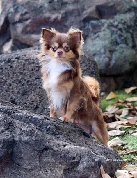 Look at pictures of chihuahua puppies who need a home. It looks like my little Paris. Chocolate long hair ...